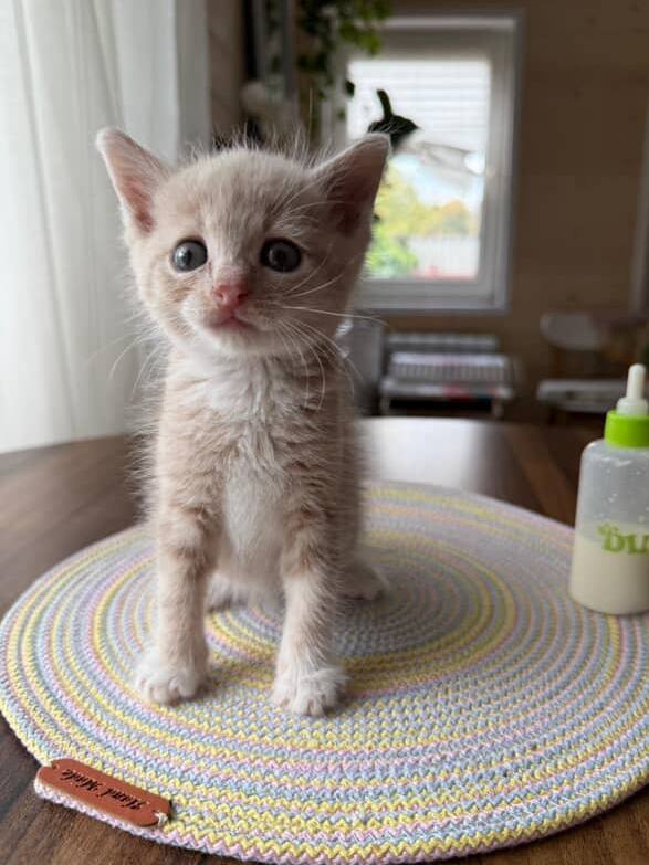 Знакомьтесь! Это Пластырь) image preview